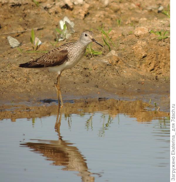 ходит по бережку, посматривает на меня