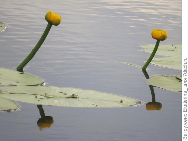 кубышка желтая