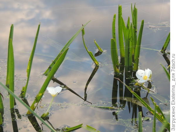 цветочки водокраса около озёрной травы