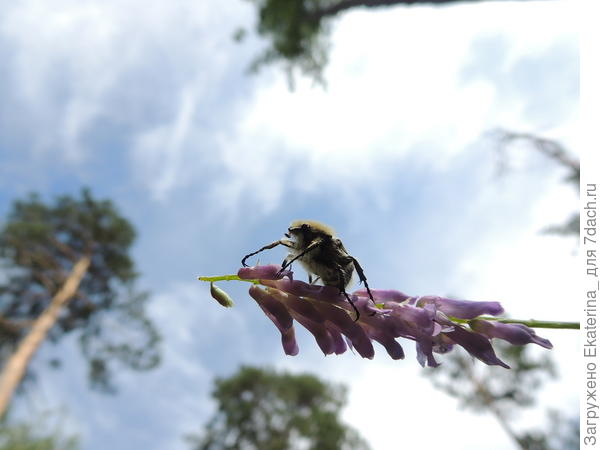покоритель моего сердца :)