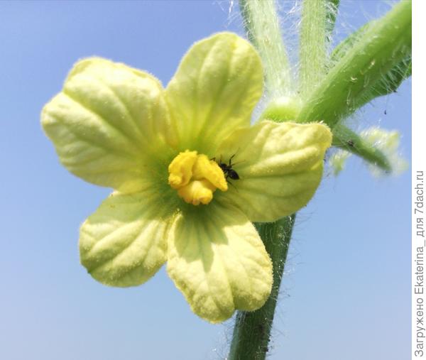 Я, например, вчера в рутине садово - огородных работ открыла для себя красоту цветочка арбуза :)