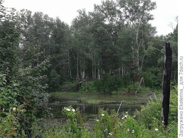 вычислила по кряканию уток