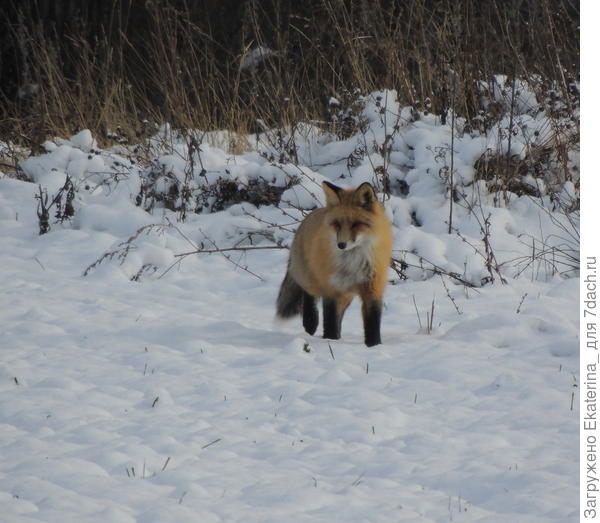 и как бонус к моей прогулке- встреча с лисой, портретом которой я и завершаю своё участие в этом интересном фотомарафоне