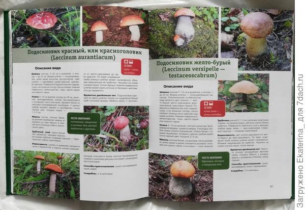 вот так выглядит описание с фото грибов