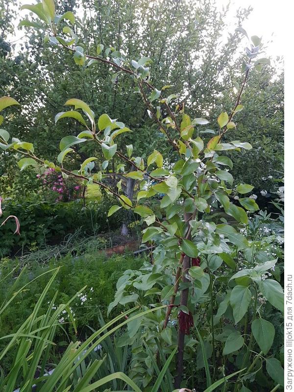 А эти ветки уже наверху.