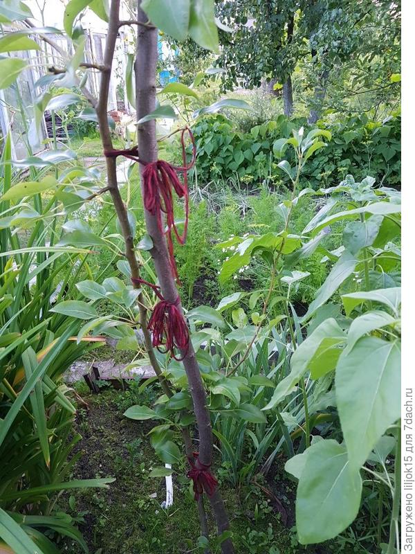 Добрый вечер, в этом году моей груше три годика. Те ветки, в прошлом году я состригла. Но снизу выросла новая длинная, оеа выше 50 см от земли. Ее тоже нужно срезать?