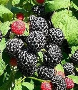 Это оригинал