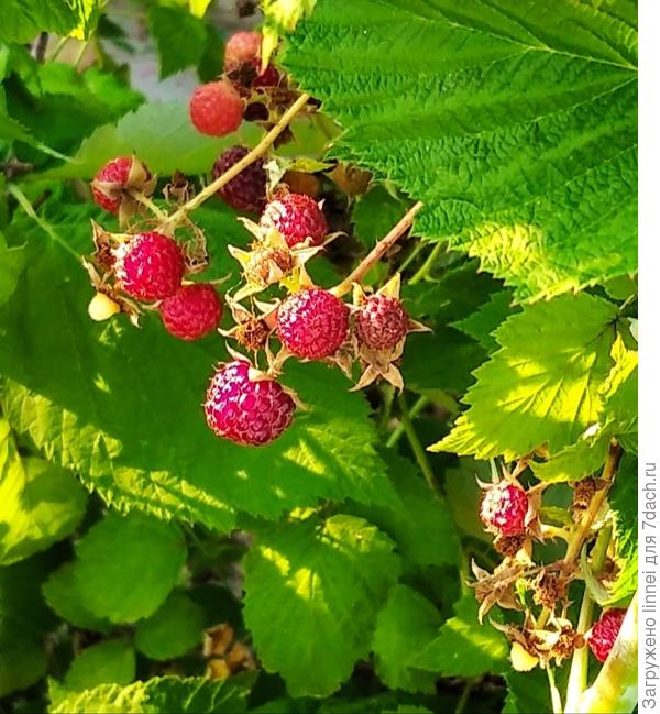 Здесь моя малина,но не достигшая спелости.