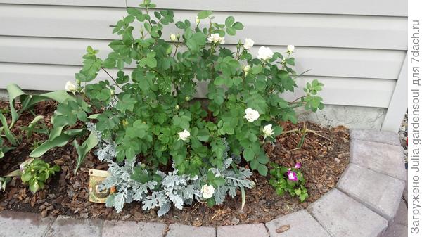 Роза Morden Blush