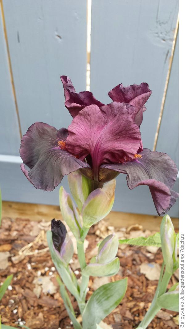 ирис. Цвет темно-фиолетовый, в тени кажется почти черным.