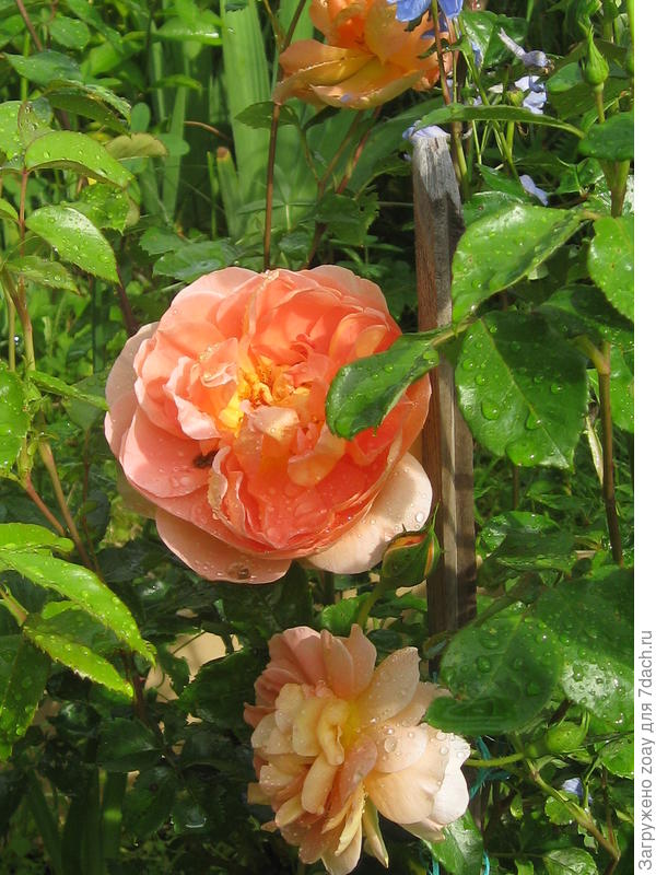 Роза Остина.