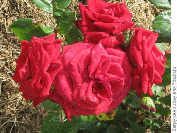 Красная роза.