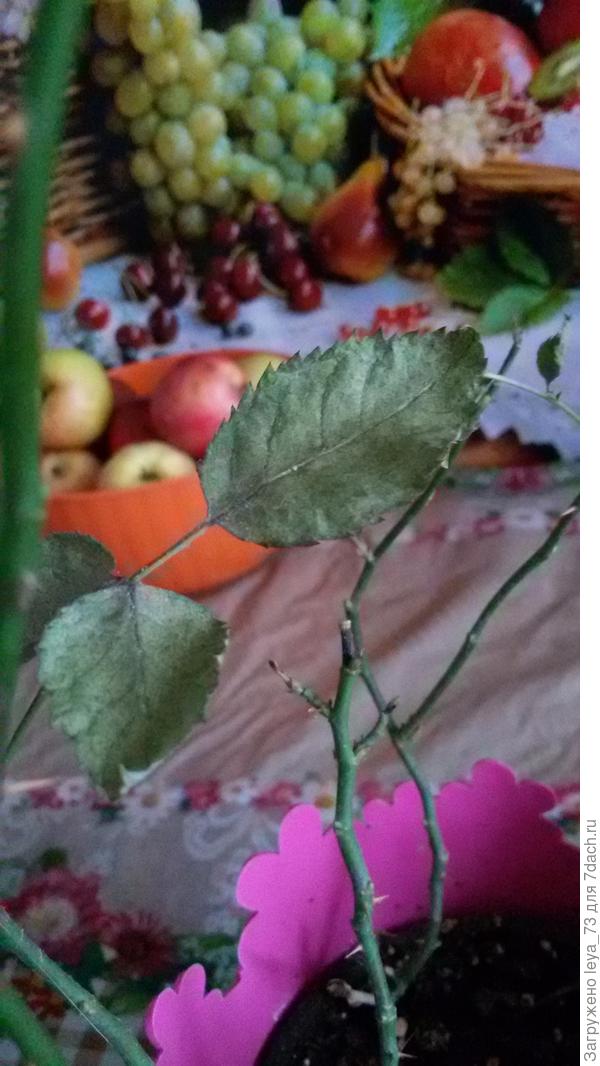 У домашней розы сохнут и опадают листья. Чем можно обработать? - ответы экспертов sauna-ernesto.ru