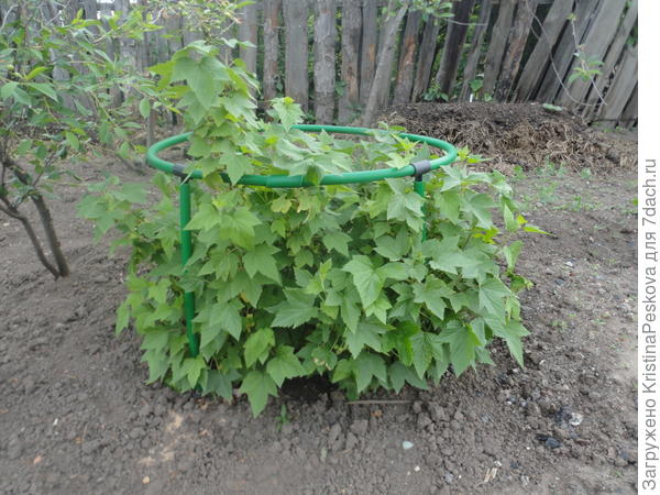 смородина чёрная