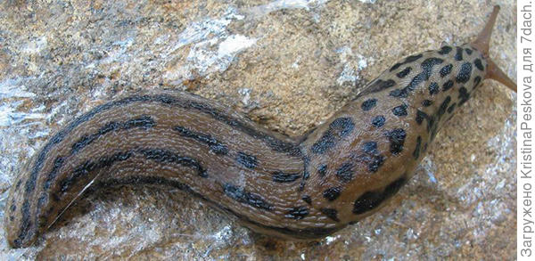 Большой придорожный (леопардовый) слизень.