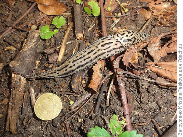 Большой пятнистый слизень