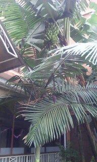 Тут плохо, но видно, как от связки свисает "канат" и заканчивается каким-то коконом