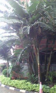 Это просто пальма