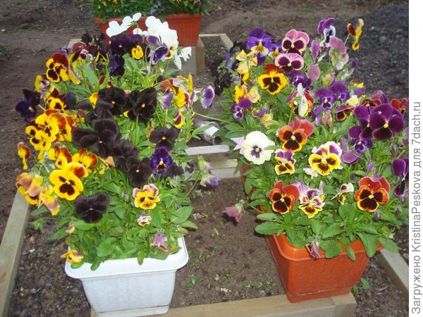 фото сделано в первой половине июля