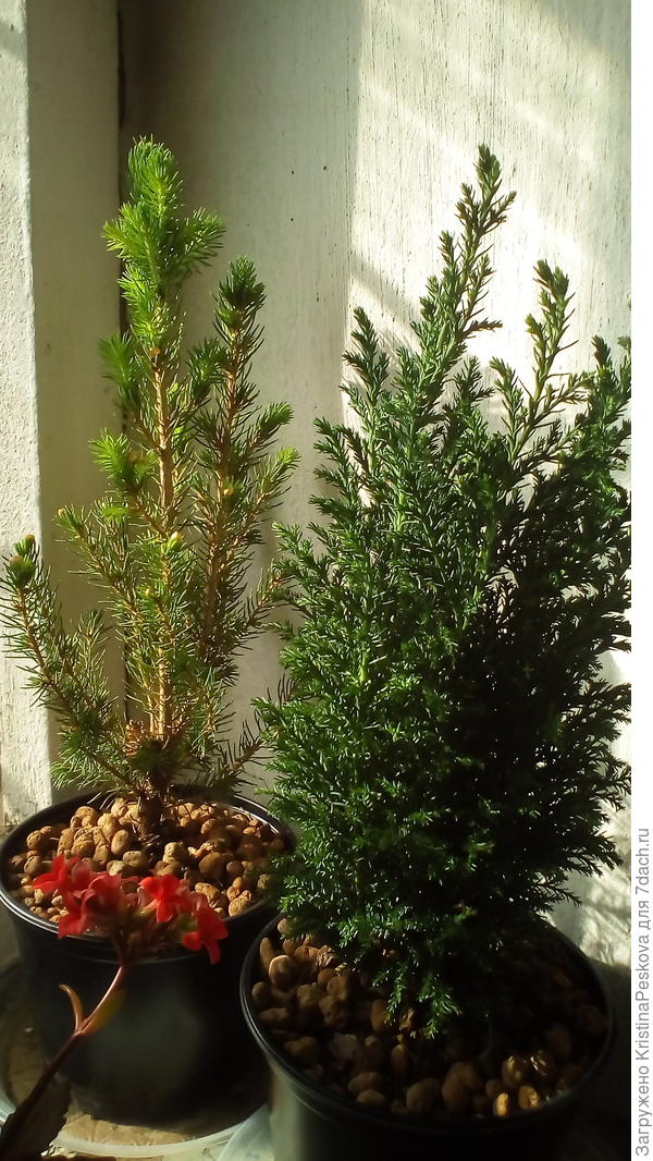 коника и капиросовик