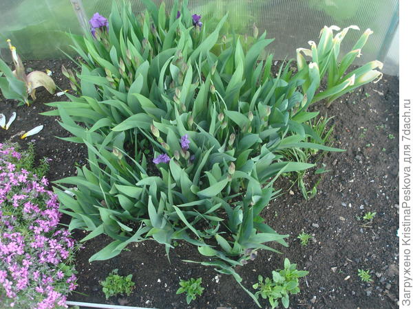 вчера фоткала вечером