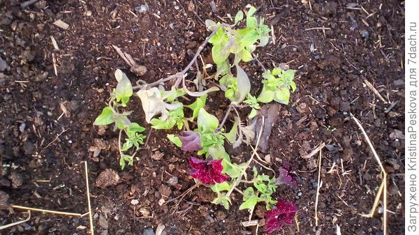 вот такая бедняжка