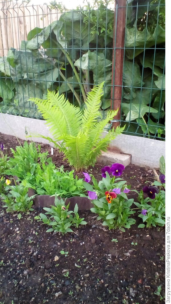 пересаженная