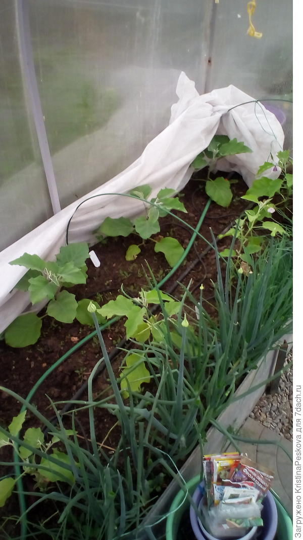 общий вид кустиков