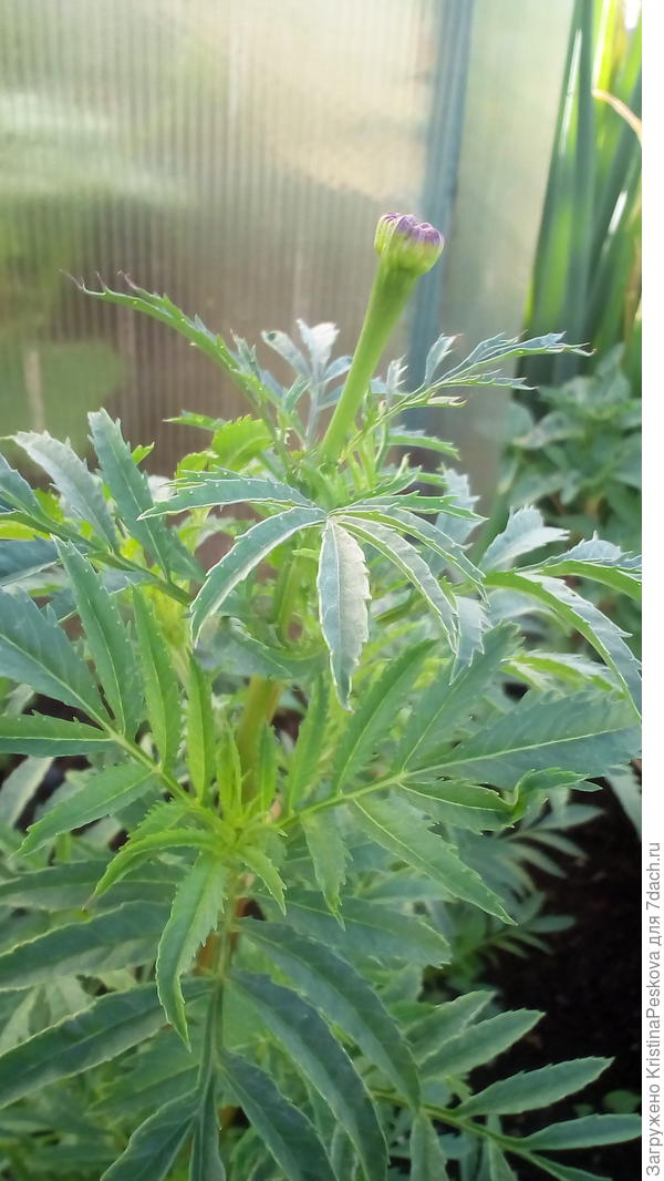 Набирает цвет, только мне кажется, совсем не белый