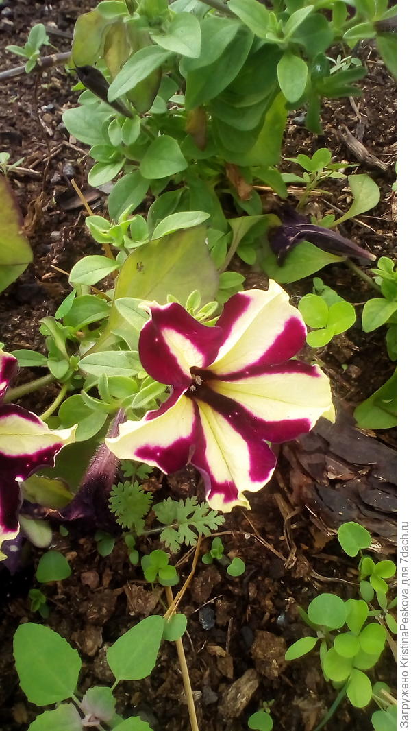 стало много светлого во вновь распустившихся бутонах