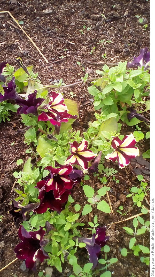 в общей массе таких цветов всё больше