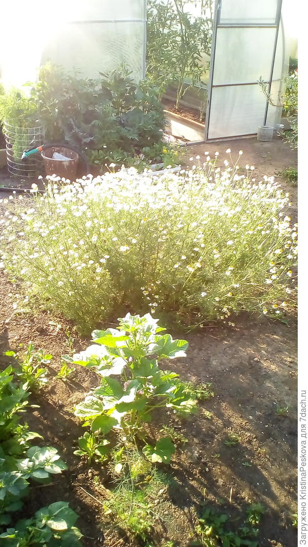 такой стал к осени