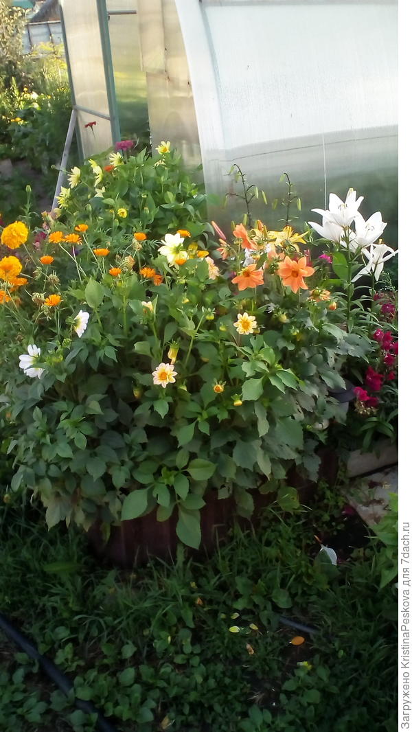 Эти кустики немного пониже, чем с другой стороны теплицы, но тоже закрыли все мелкие цветочки, которые я к ним подсадила