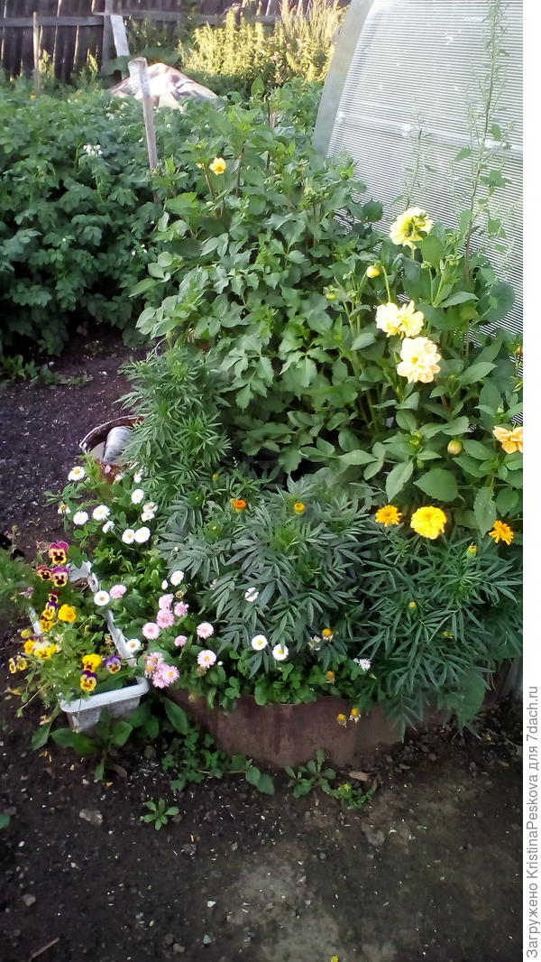 Эта клумба получилась более менее удачная, но в середине между бархатцами и георгинами посажена спирея, которая всё лето не видела солнца из-за моего просчёта (((