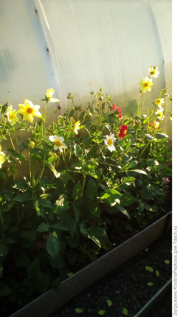 В ноги этим георгинам, высадила анемоны, которые вскоре стало не видно