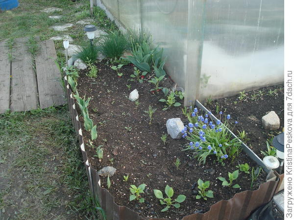 Клумба, где позже справа видны белые лилии, эти кустики были самые невысокие