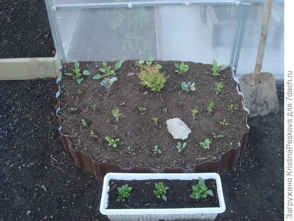 Эта клумба с бархатцами и спиреей