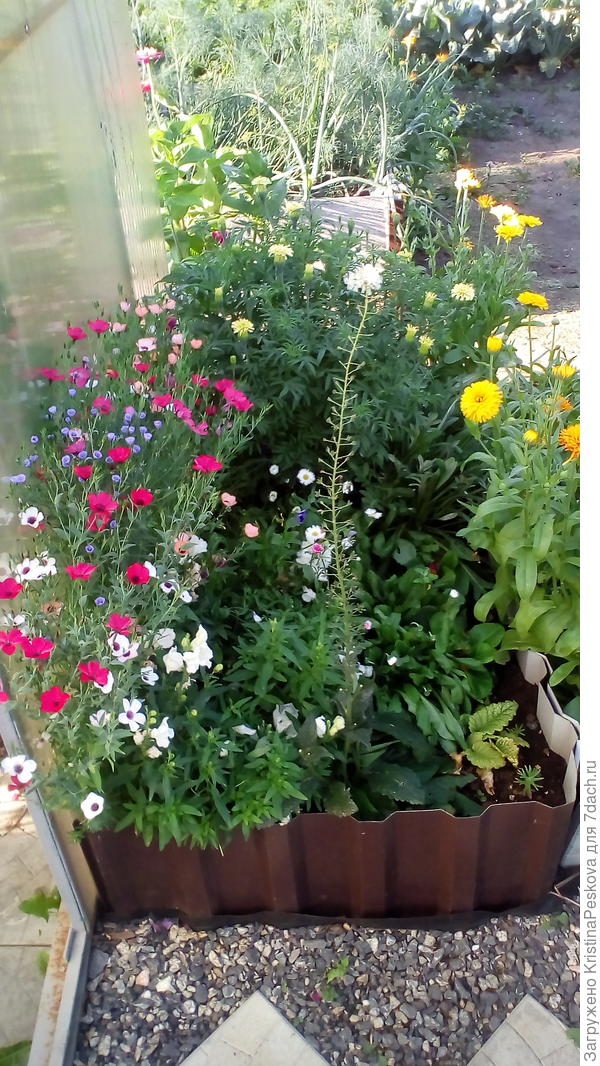 Эта же клумба позже, только с другой стороны, уже зАросли