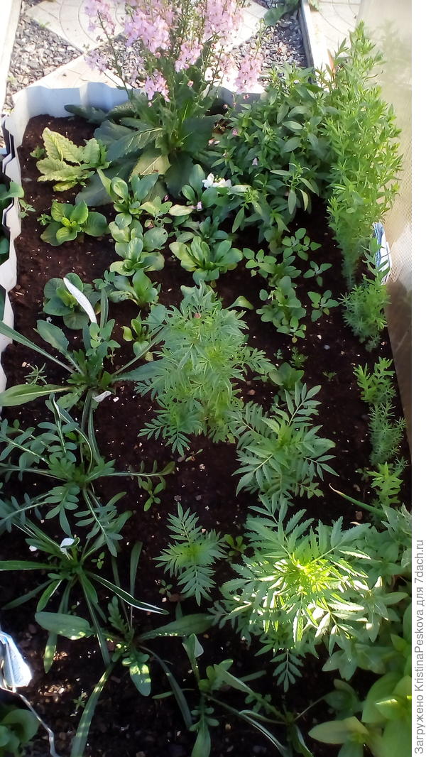 Так было в начале, места ещё всем хватало