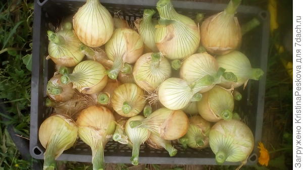 Вот такой получился, впервые вообще лук вырос.