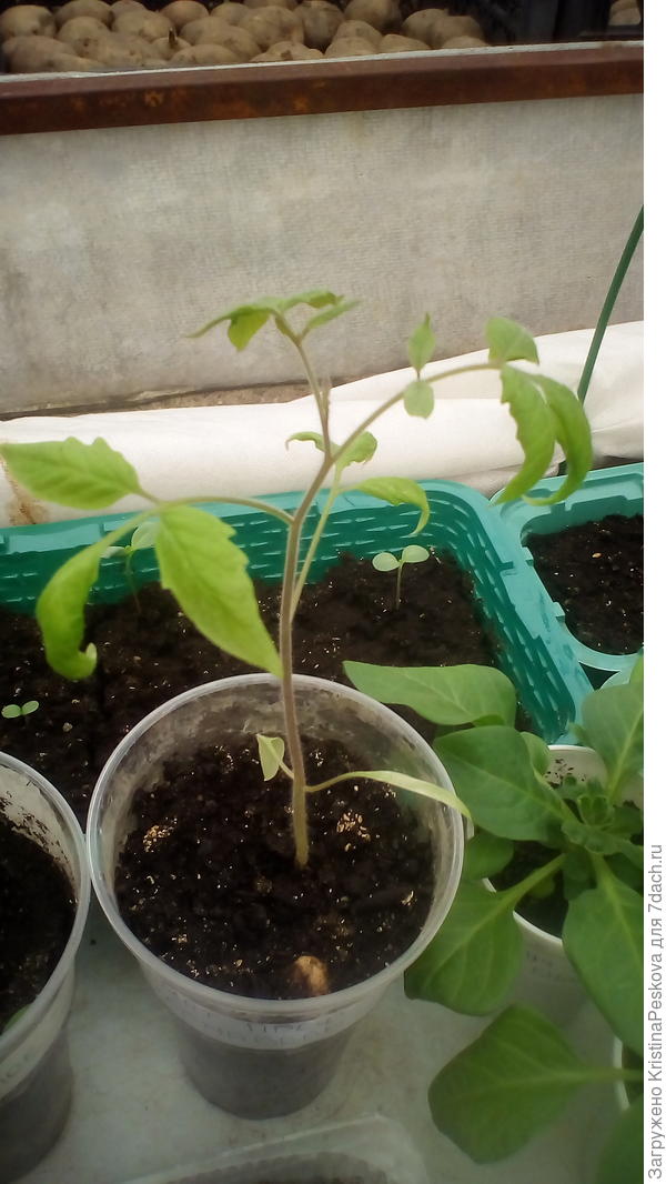 Вот так выглядел саженец к моменту высадки, смех, да и только