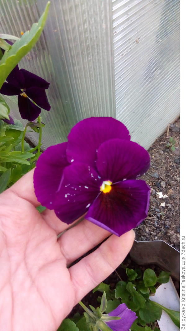 Вот эти были самые крупные