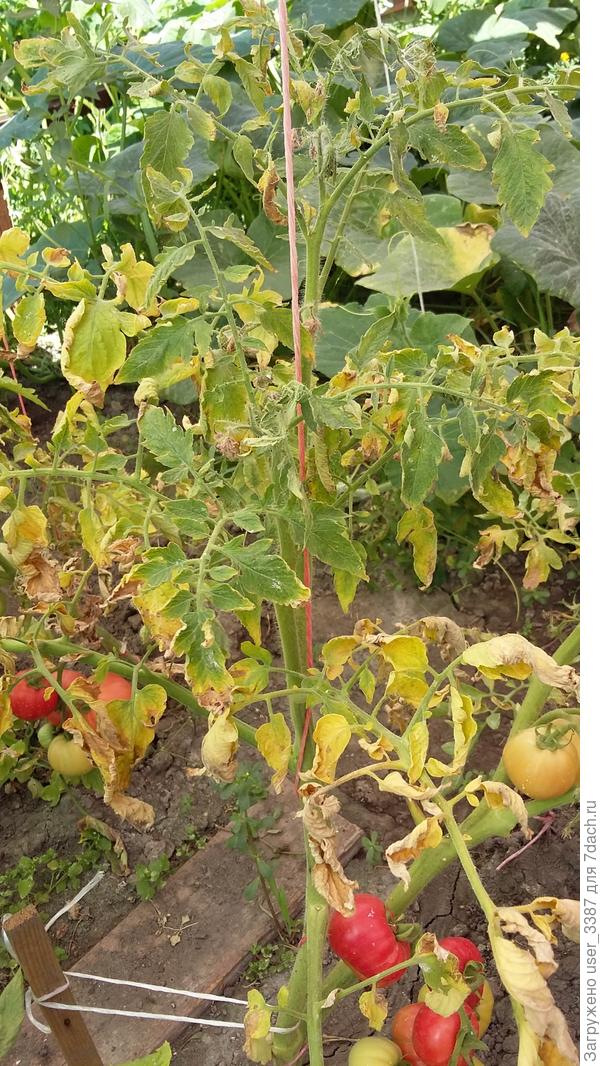 Сохнут кусты помидоров, как спасти урожай? - ответы экспертов 7dach.ru