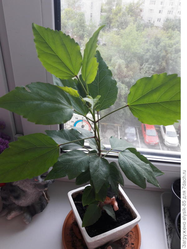 Подскажите пожалуйста что за растение. Подарили в прошлом году. Рос сначало с неохотой, цвел всего один раз, одним розовым бутоном. В этом году ростет хорошо но не цветет.