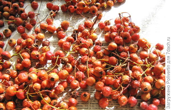 боярышник сухофрукты. плесень на сушеном шиповнике. боярышник кроваво-красный сырье. боярышник на зиму заморозка. суши боярышник.