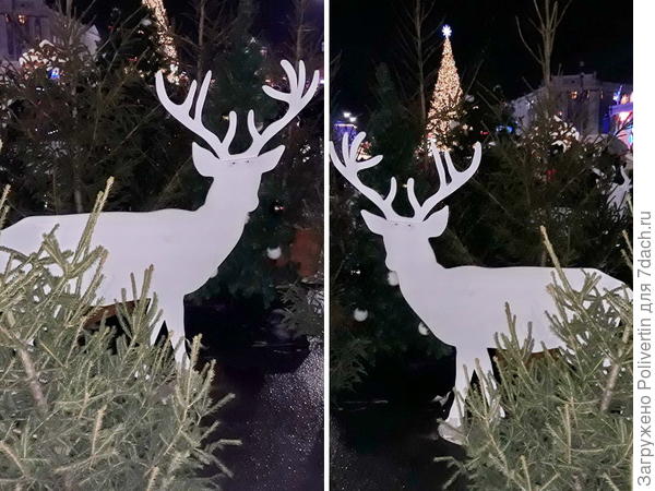 Олени, выглядывающие из-за ёлок