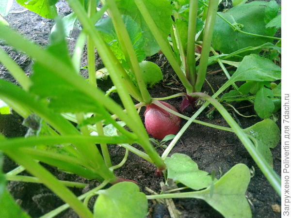 Поспела редиска