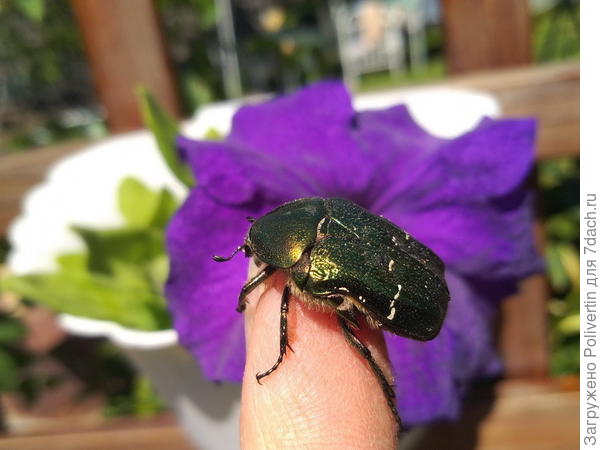 Букашка на фоне первой петунии