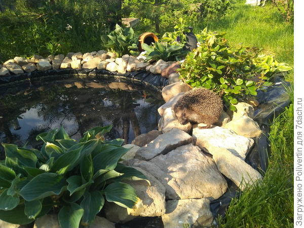 Ёжик осматривает новое озеро