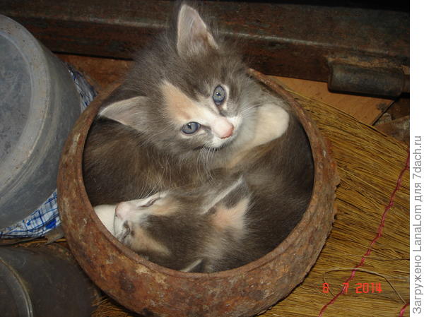 В тесноте, да не в обиде!